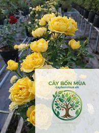 cây hồng trứng vàng - Image 4