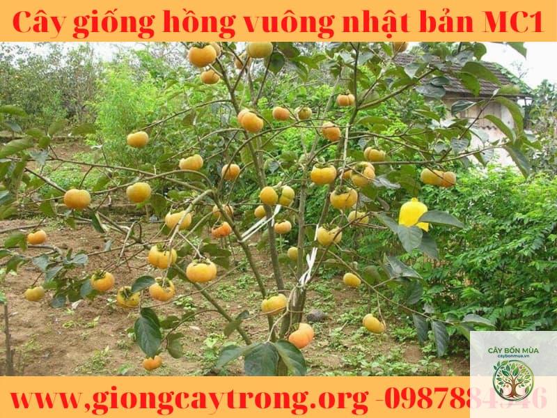 cây hồng vuông - Image 4