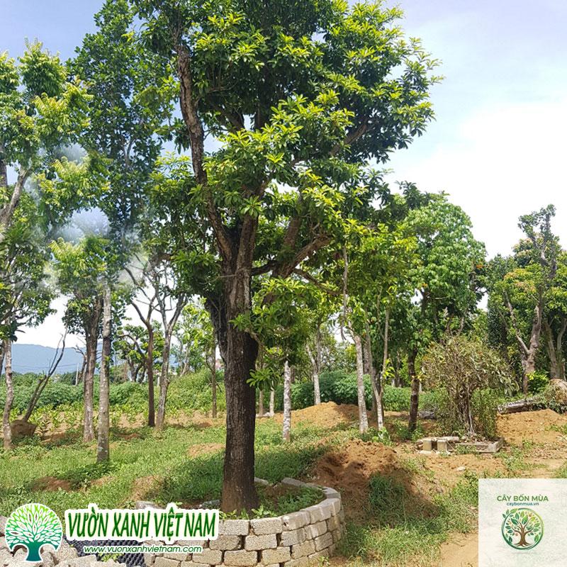 cây hồng xiêm - Image 2
