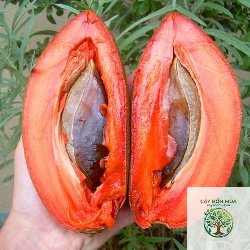 cây hồng xiêm Malaysia