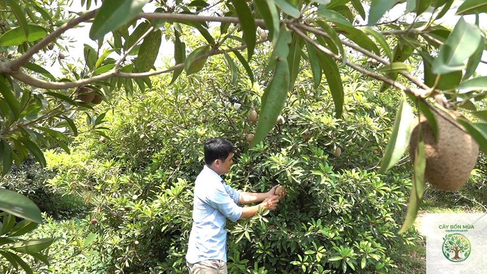 cây hồng xiêm Mexico - Image 2
