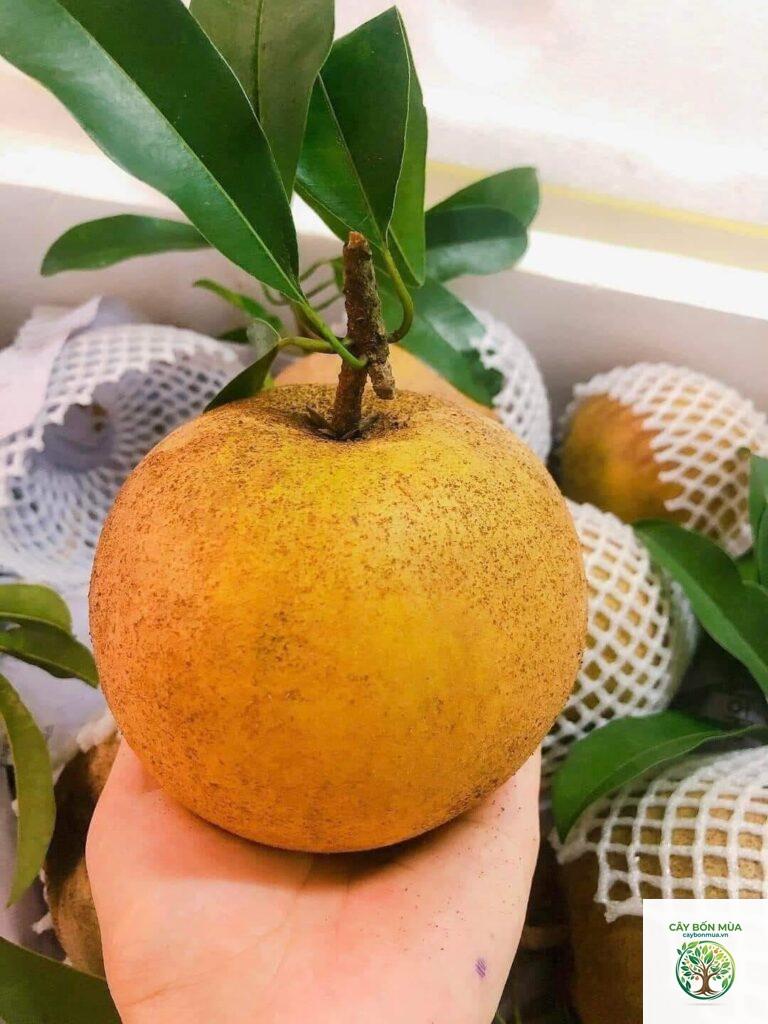 cây hồng xiêm Mexico