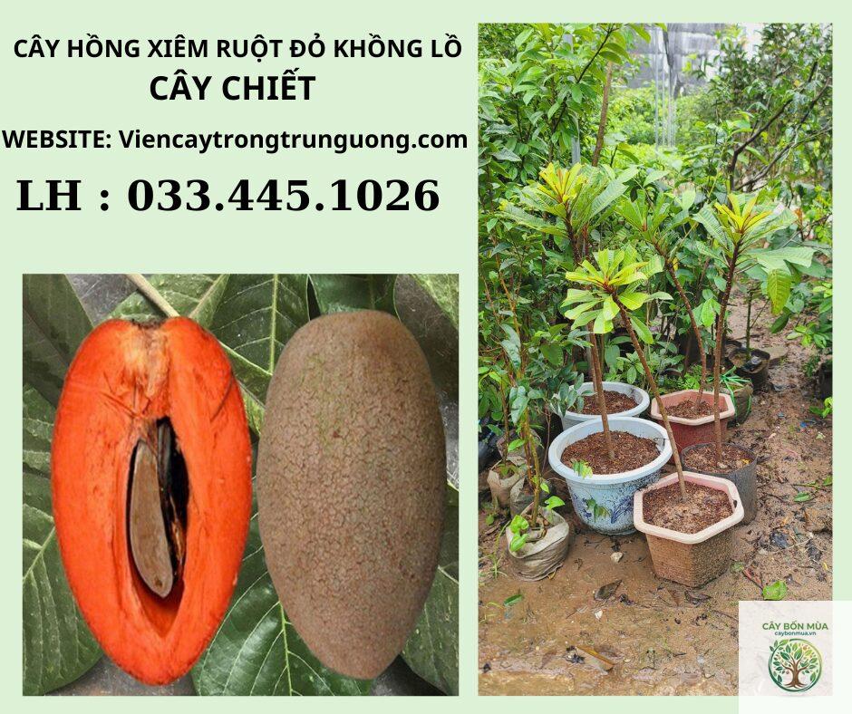 cây hồng xiêm Thái Lan - Image 5