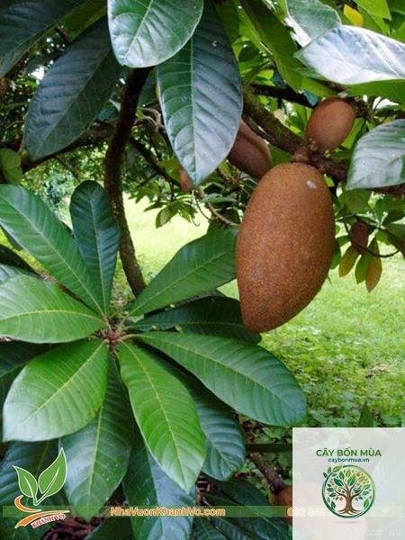 cây hồng xiêm Thái