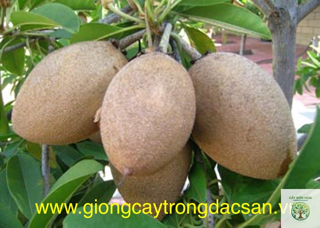 cây hồng xiêm Xuân Đỉnh - Image 4