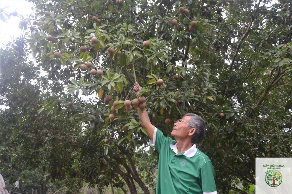 cây hồng xiêm Xuân Đỉnh - Image 5