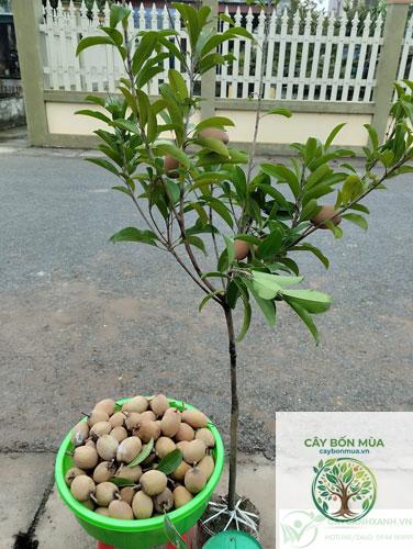 cây hồng xiêm không hạt - Image 5