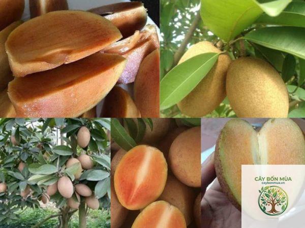 cây hồng xiêm không hạt
