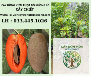 cây hồng xiêm ruột vàng - Image 4