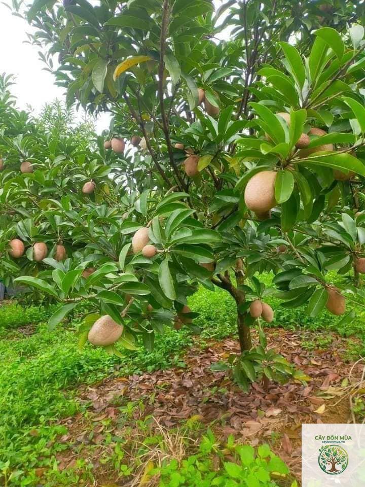 cây hồng xiêm xoài
