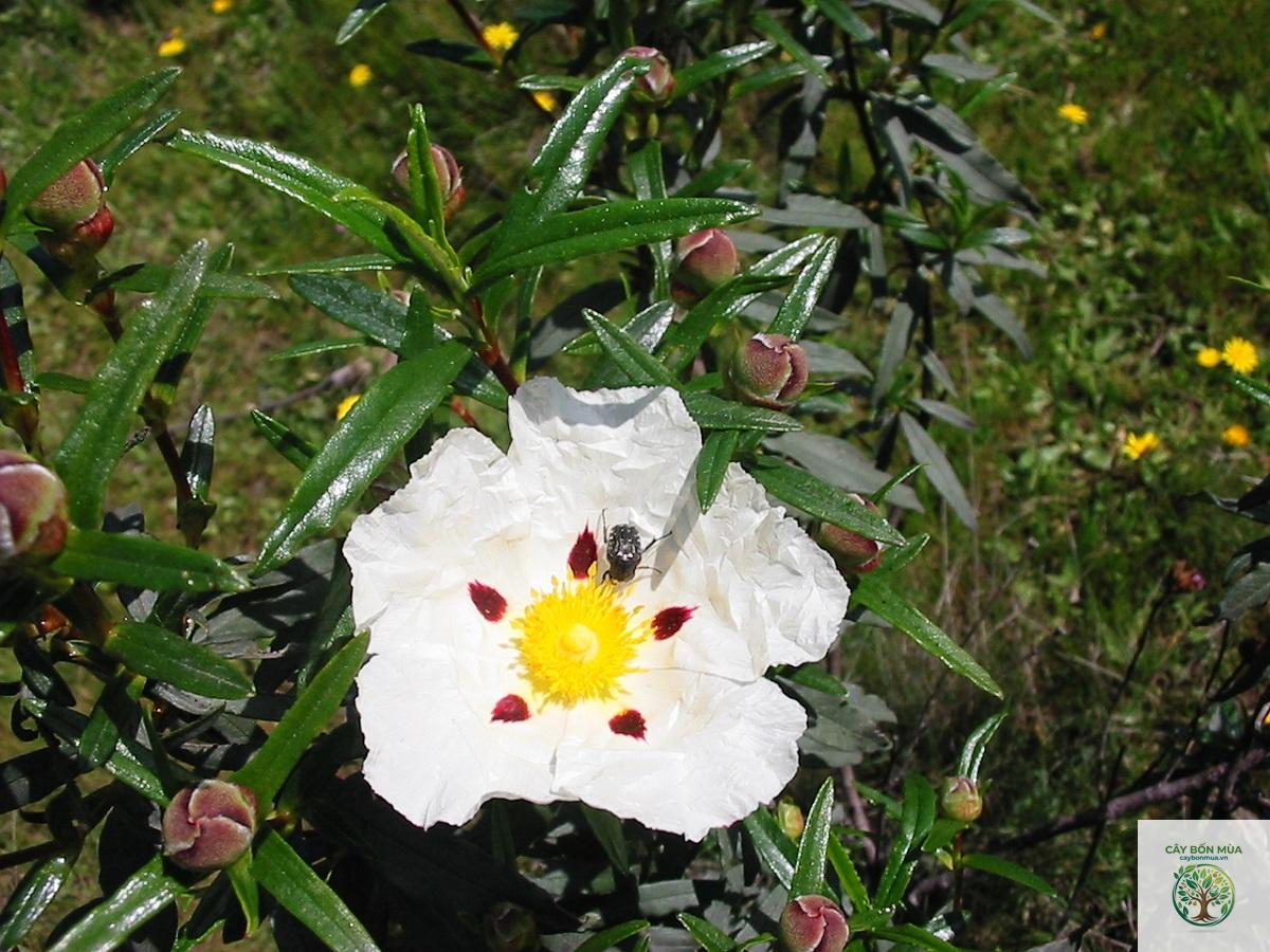 cây húng Địa Trung Hải - Image 5