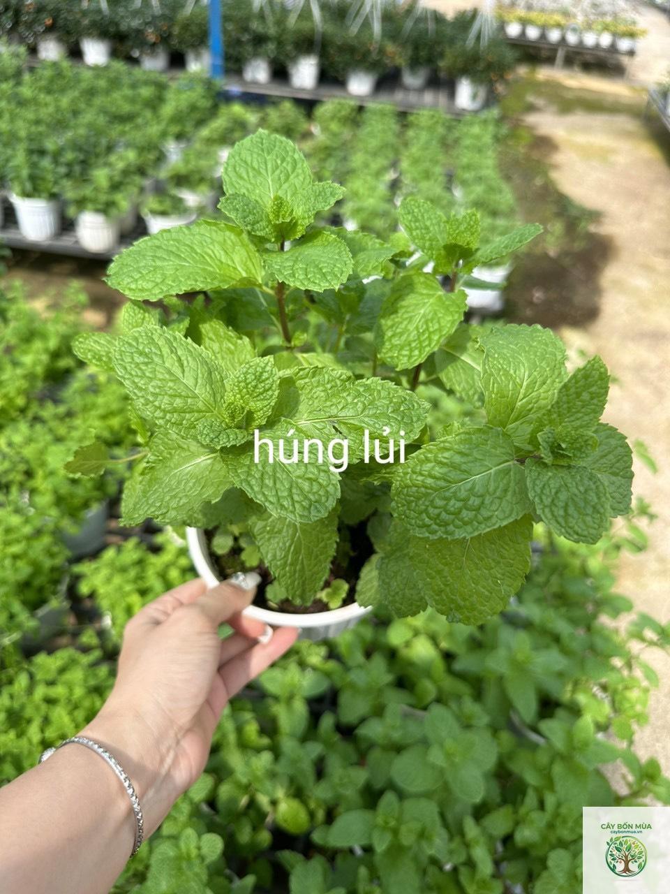 cây húng châu Á - Image 5