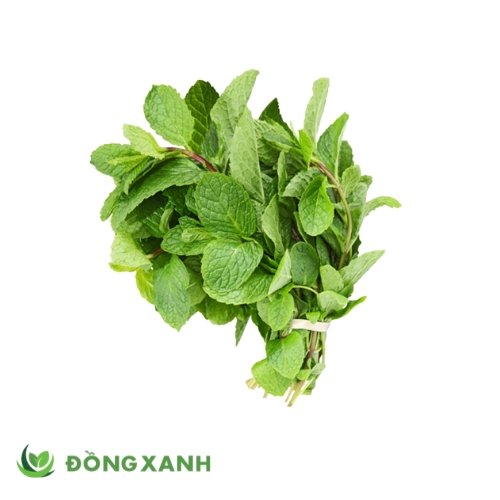 cây húng lủi - Image 2