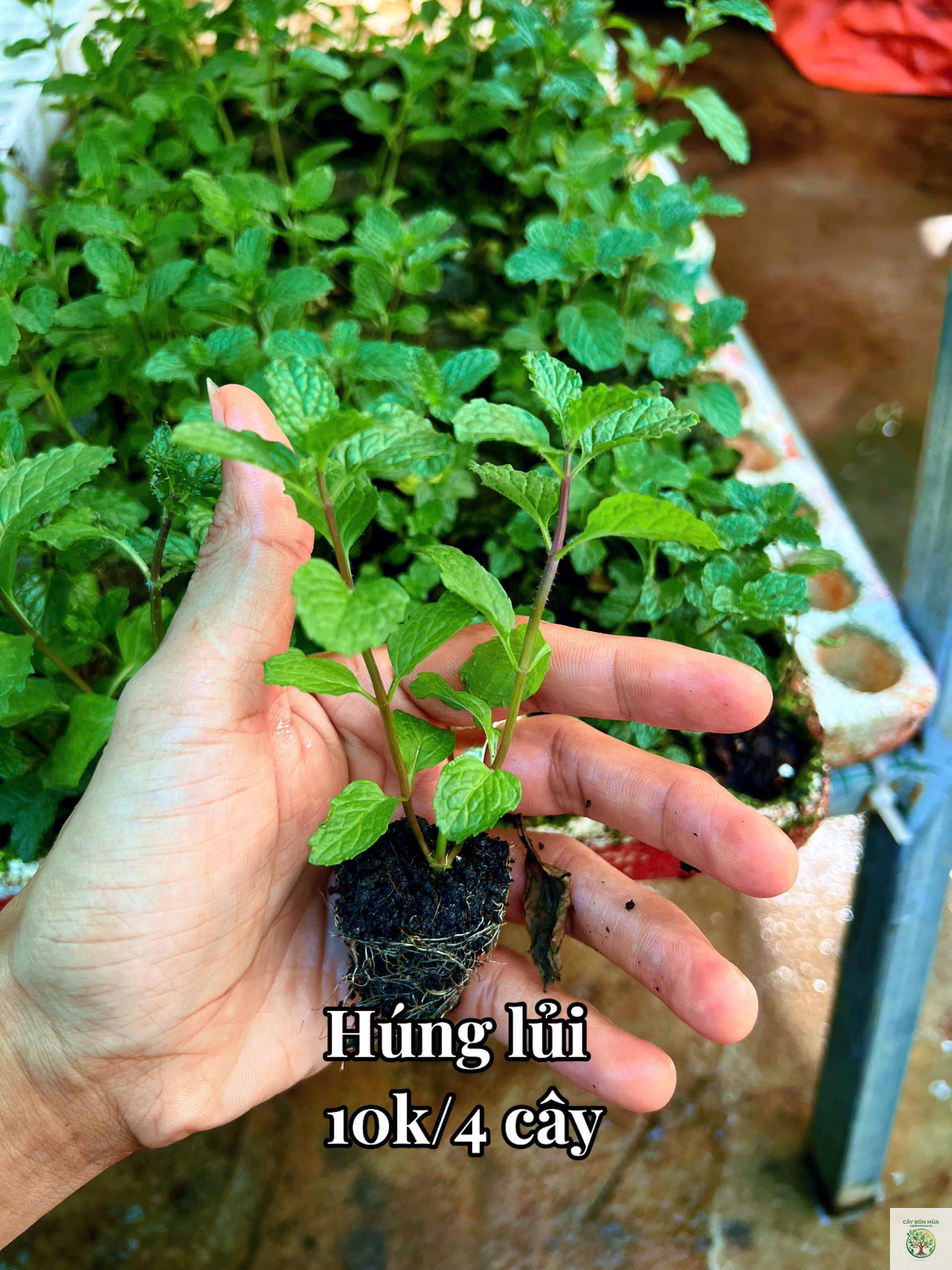 cây húng lủi - Image 5