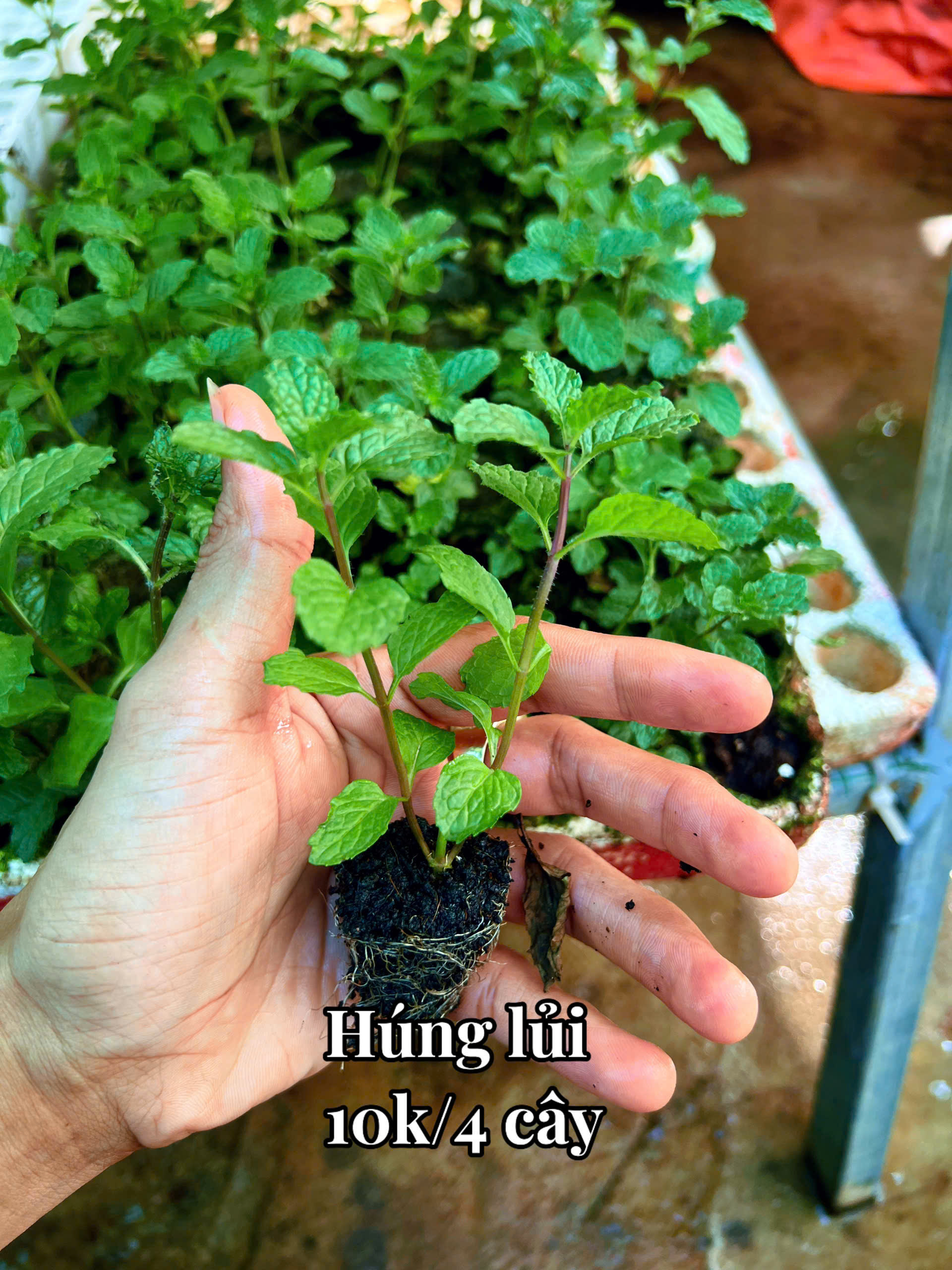 cây húng lủi - Image 5