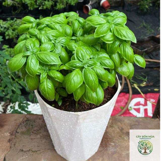 cây húng quế Genovese - Image 2