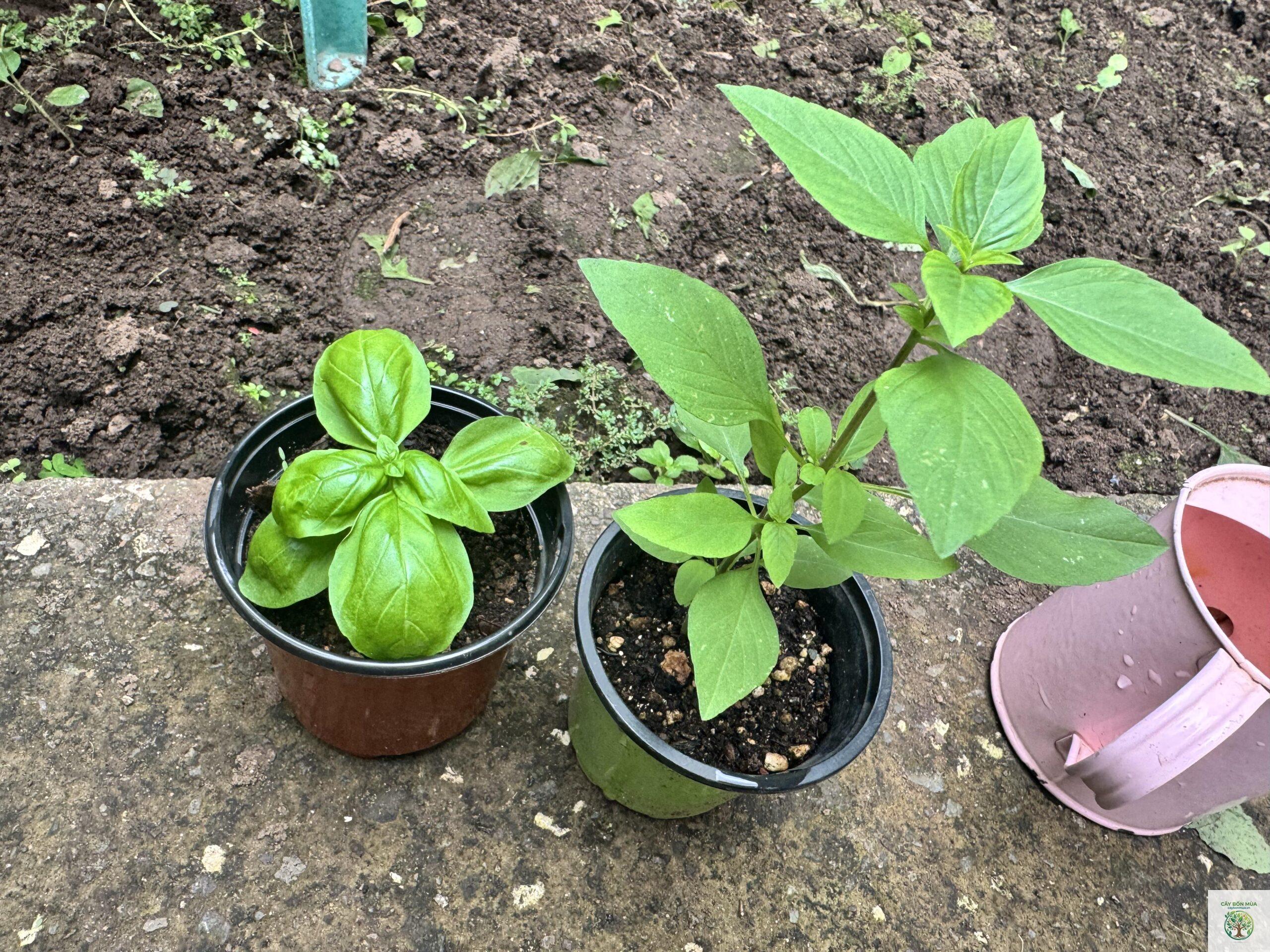 cây húng quế Genovese - Image 3