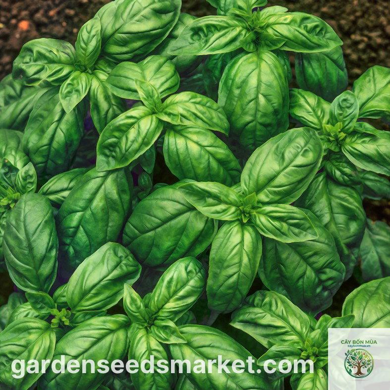 cây húng quế Genovese