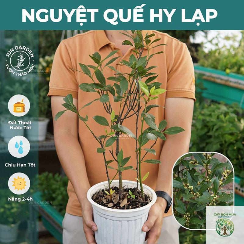cây húng quế Hy Lạp - Image 2