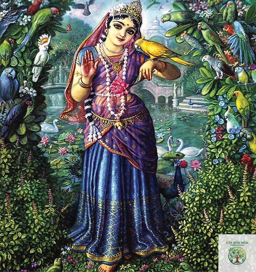 cây húng quế Krishna