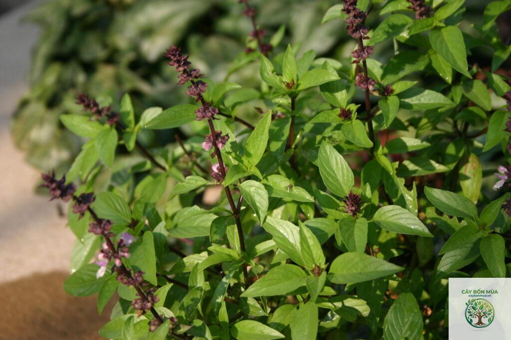 cây húng quế Tulsi