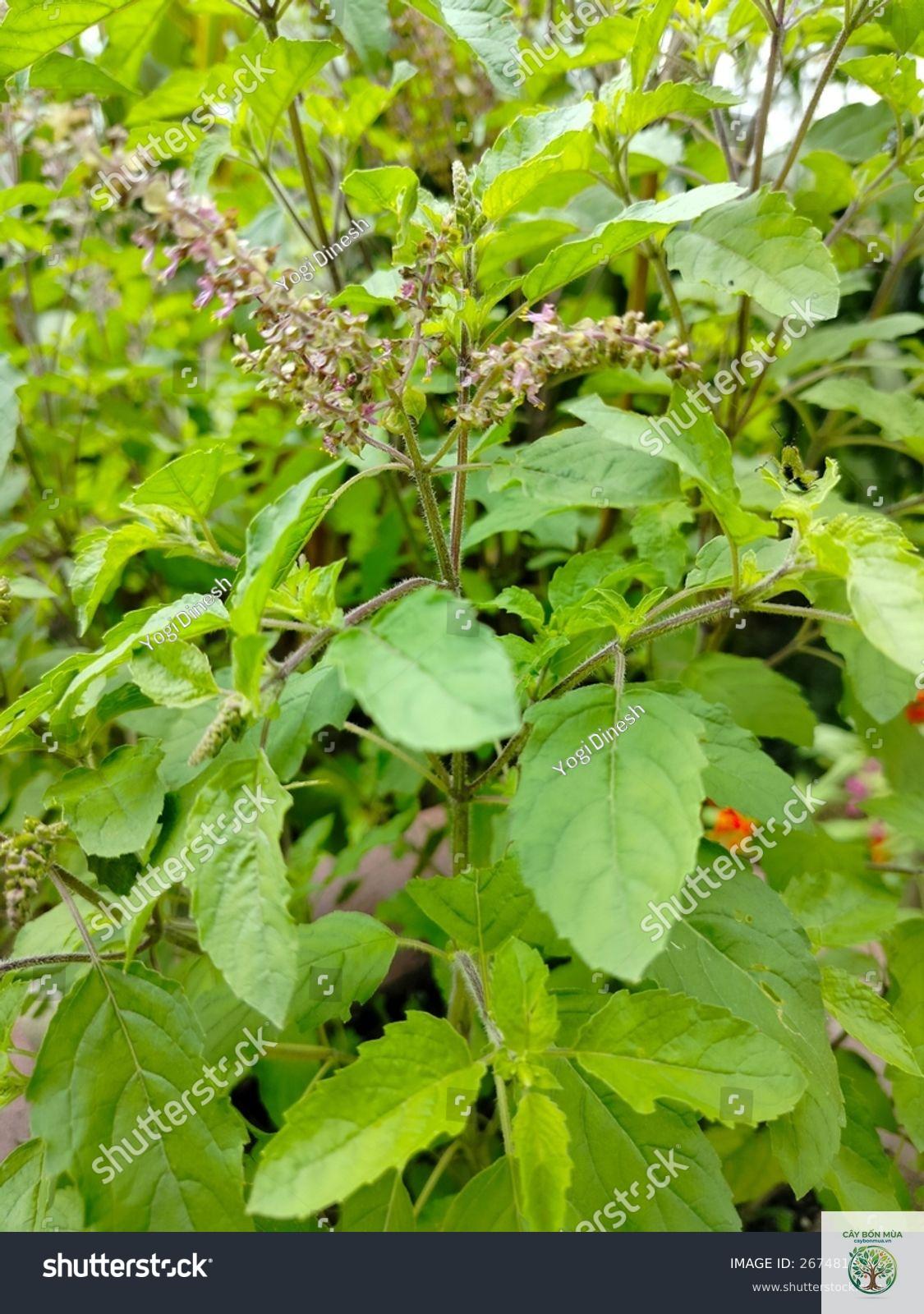 cây húng quế Tulsi - Image 2