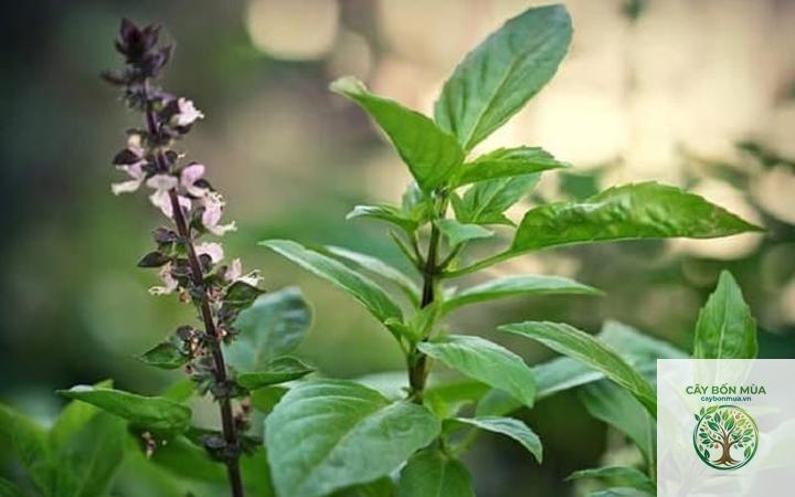 cây húng quế Tulsi - Image 3