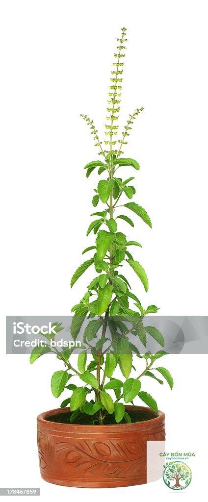 cây húng quế Tulsi - Image 5