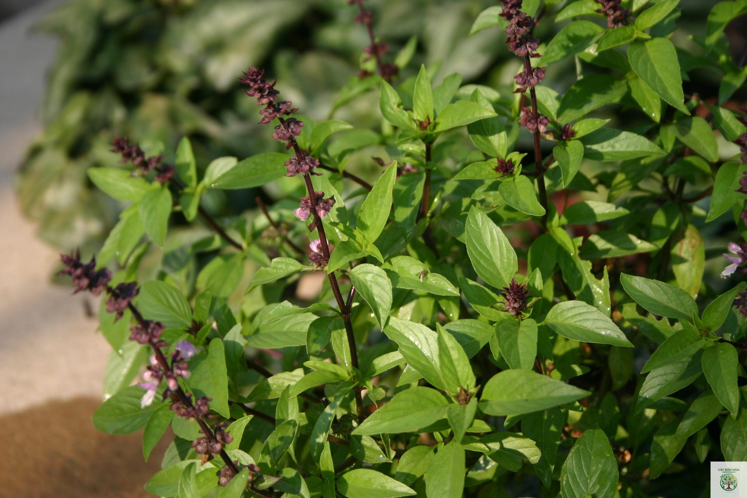 cây húng quế Tulsi - Image 1