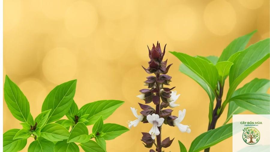 cây húng quế cinnamon - Image 2