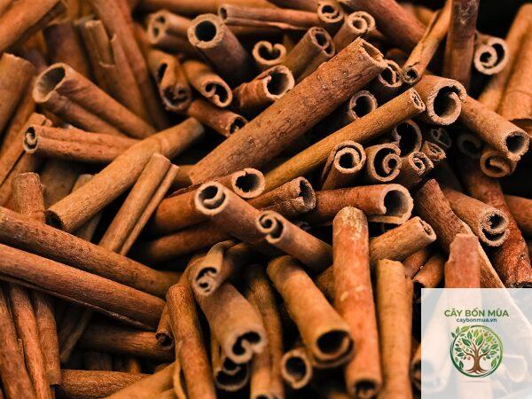 cây húng quế cinnamon - Image 3