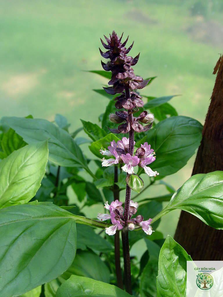 cây húng quế holy basil - Image 3