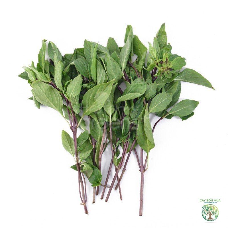 cây húng quế quế - Image 2