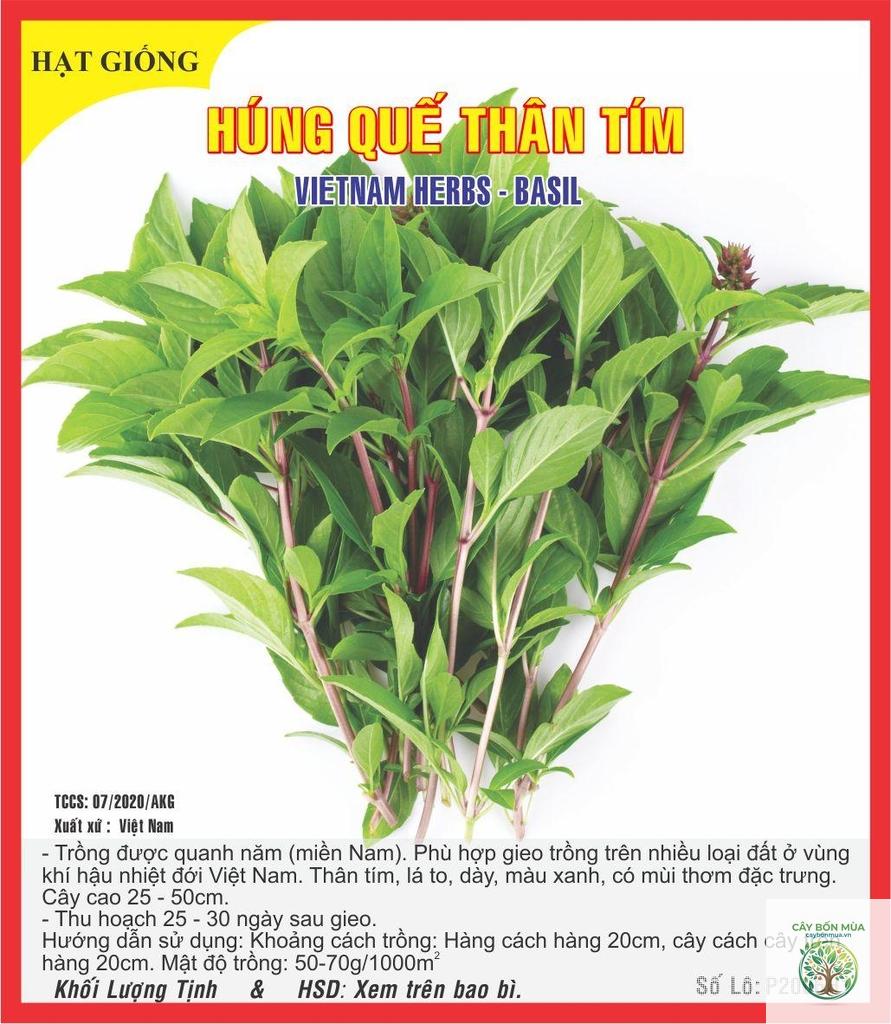 cây húng quế tím - Image 3