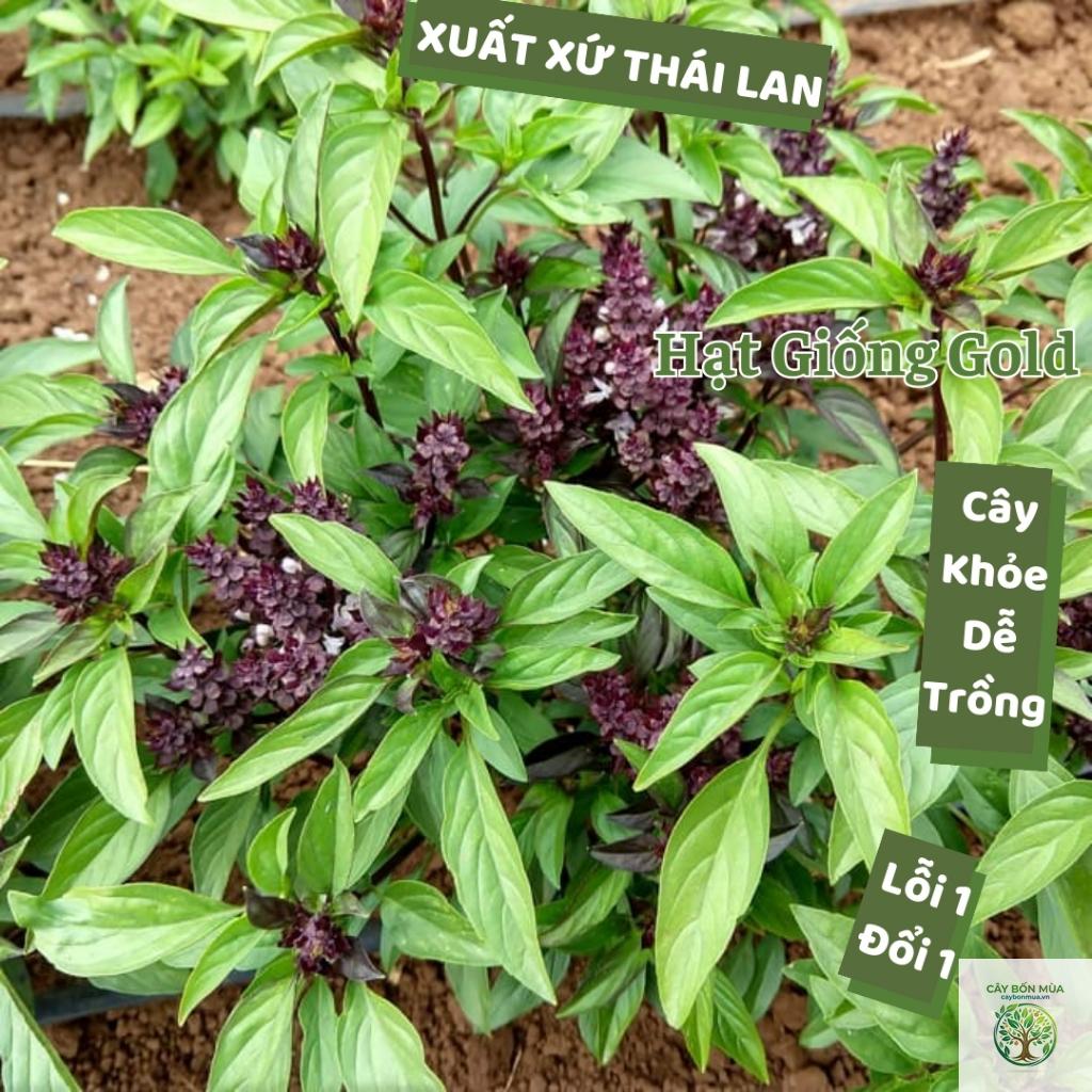 cây húng quế tím Thái - Image 4