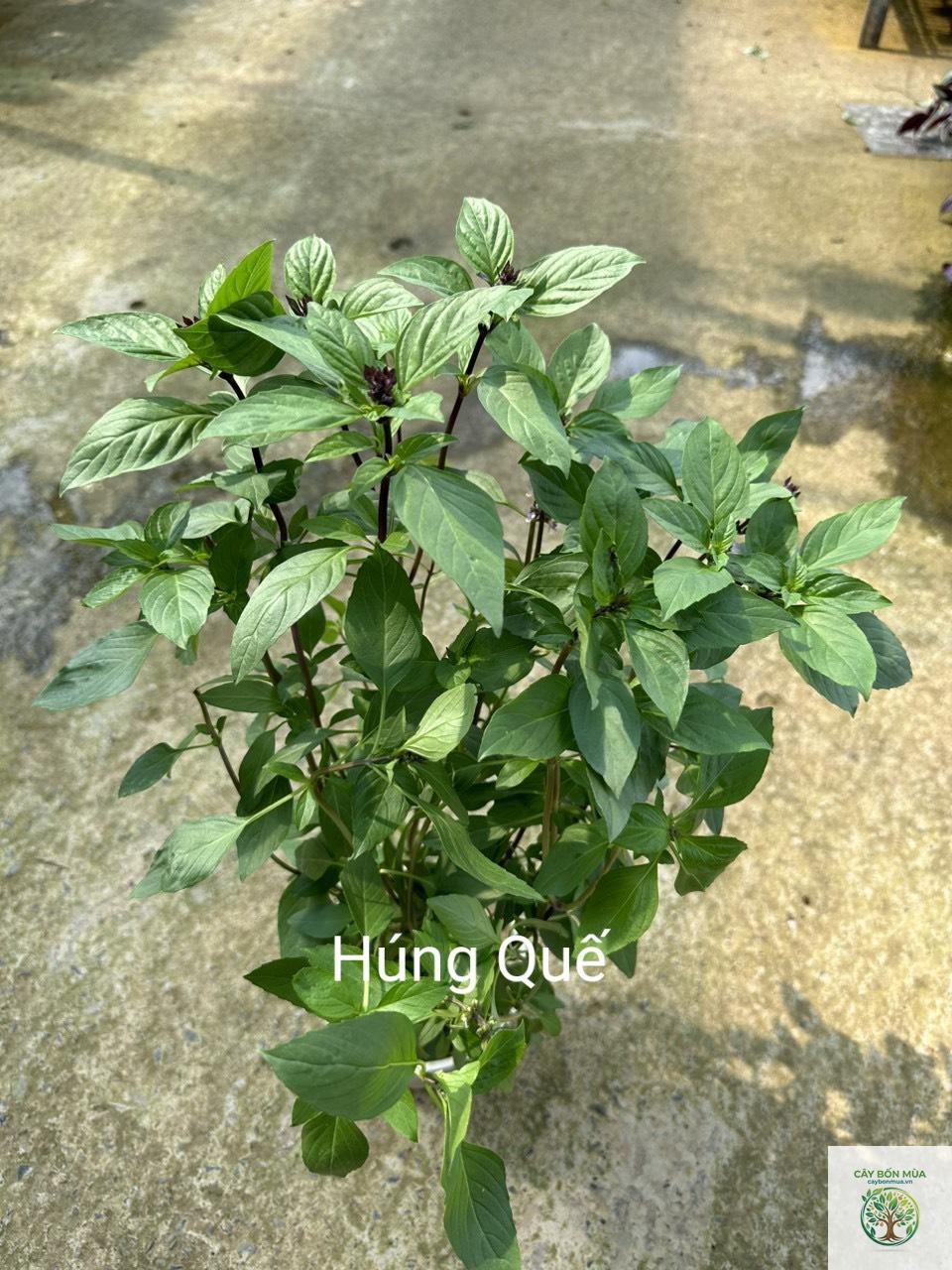 cây húng quế xanh - Image 4
