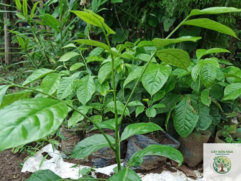 cây húng rừng