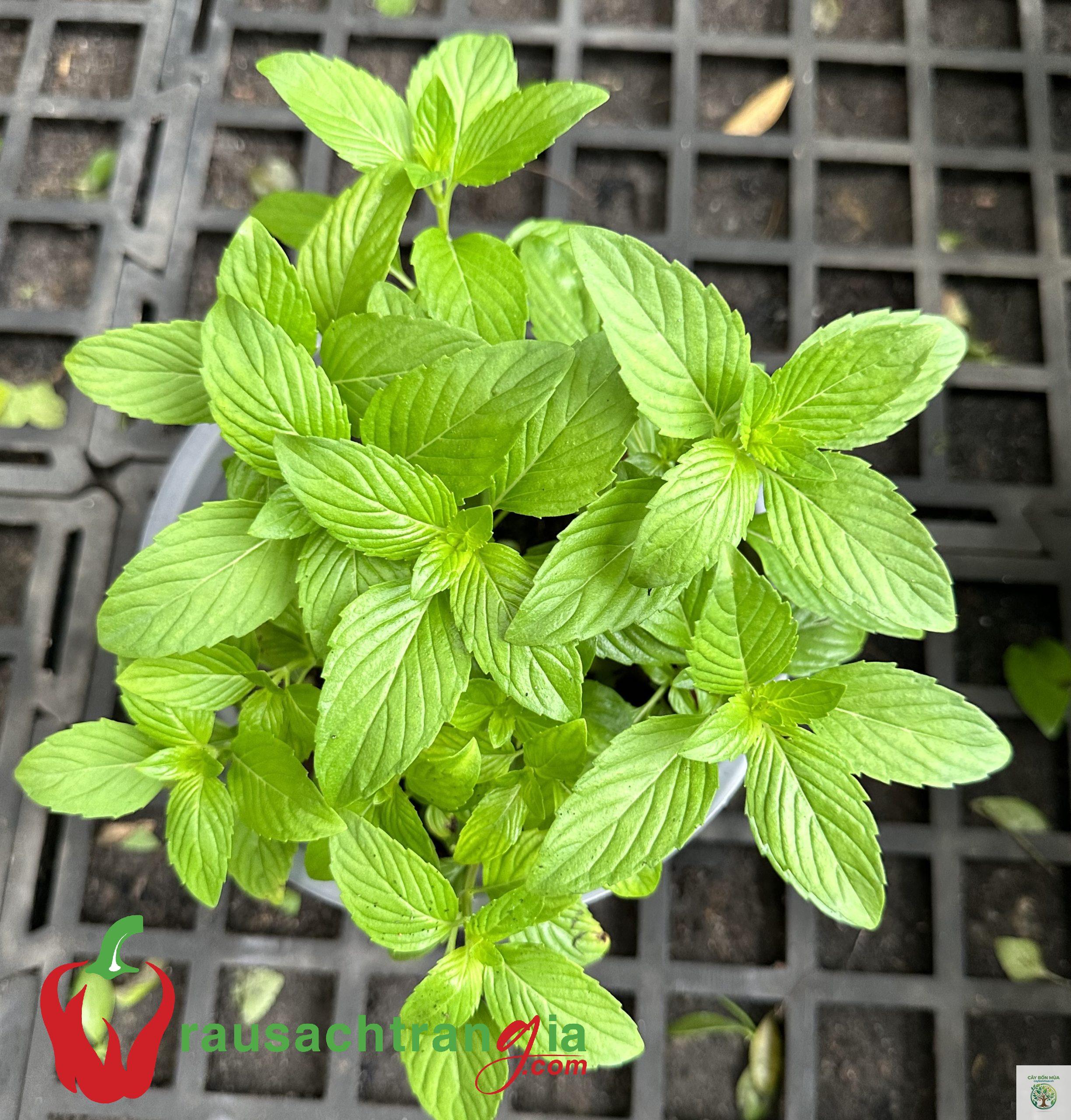 cây húng thyme - Image 2