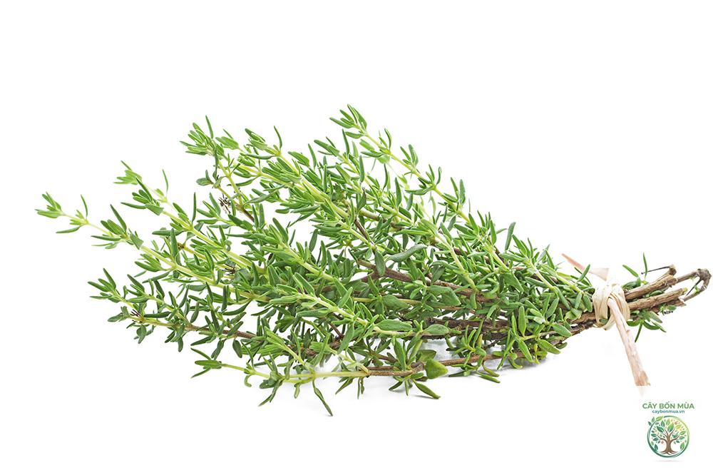 cây húng thyme - Image 3