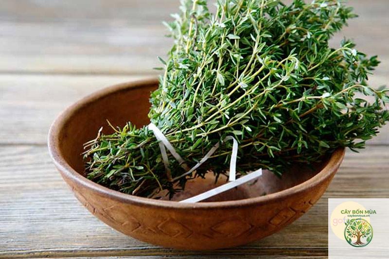 cây húng thyme - Image 5