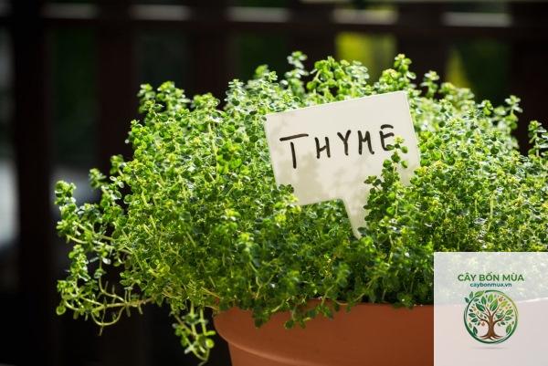 cây húng thyme