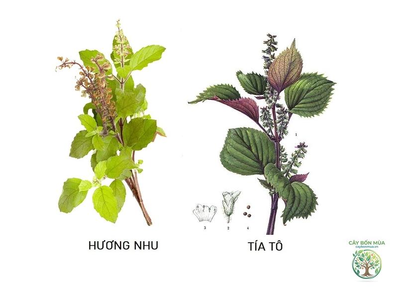 cây hương nhu - Image 3