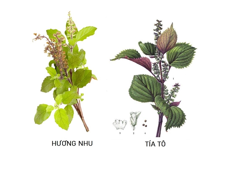 cây hương nhu - Image 4