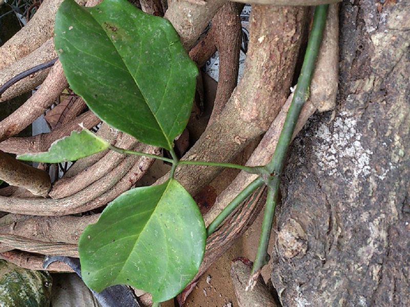 cây huyết đằng - Image 5