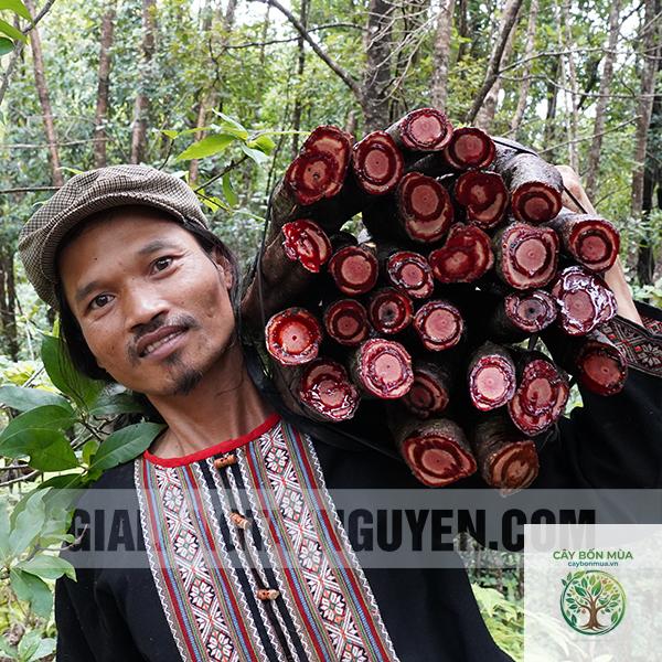 cây huyết đằng rừng