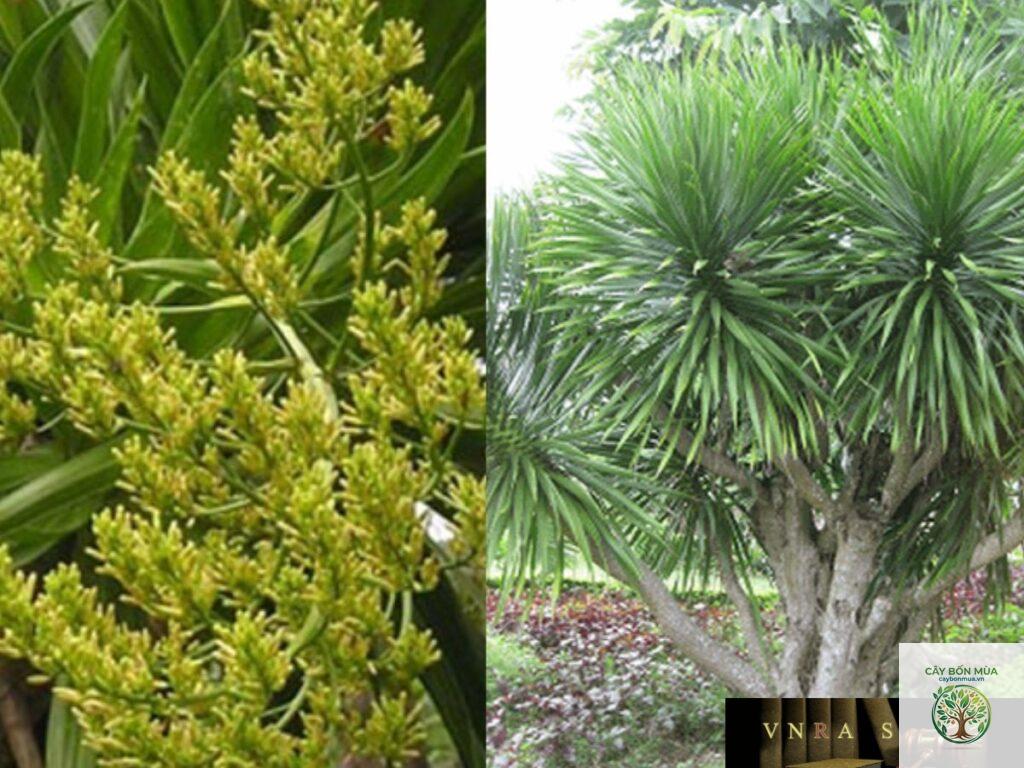 cây huyết giác