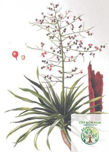 cây huyết giác - Image 4