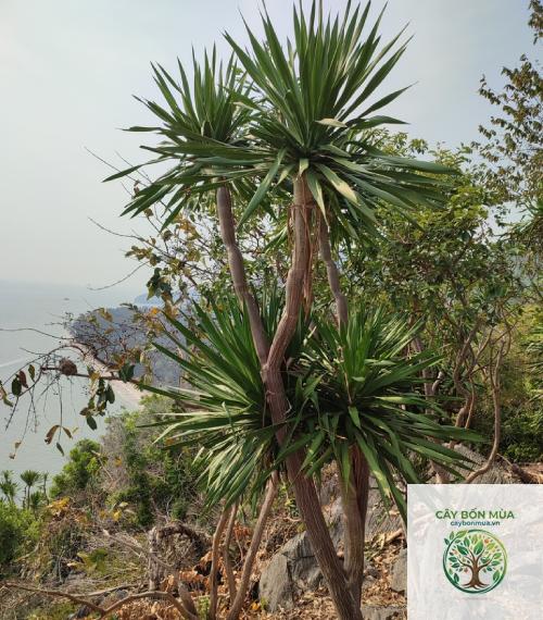 cây huyết giác rừng - Image 2