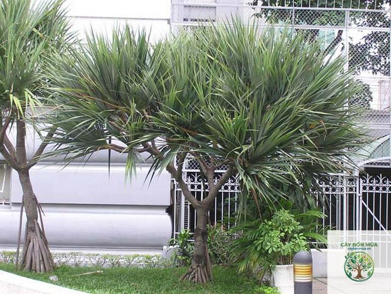 cây huyết giác rừng - Image 5