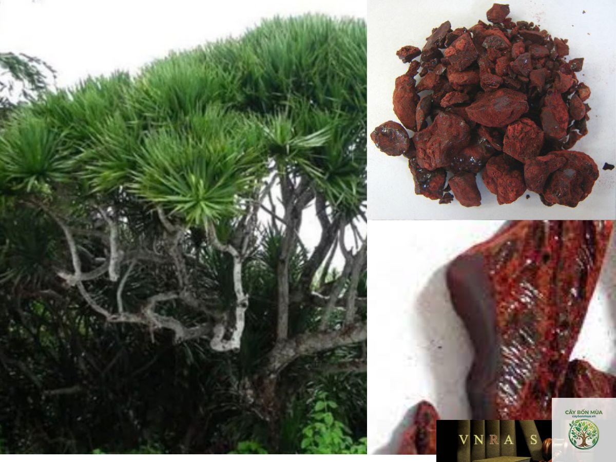 cây huyết kiệt - Image 2